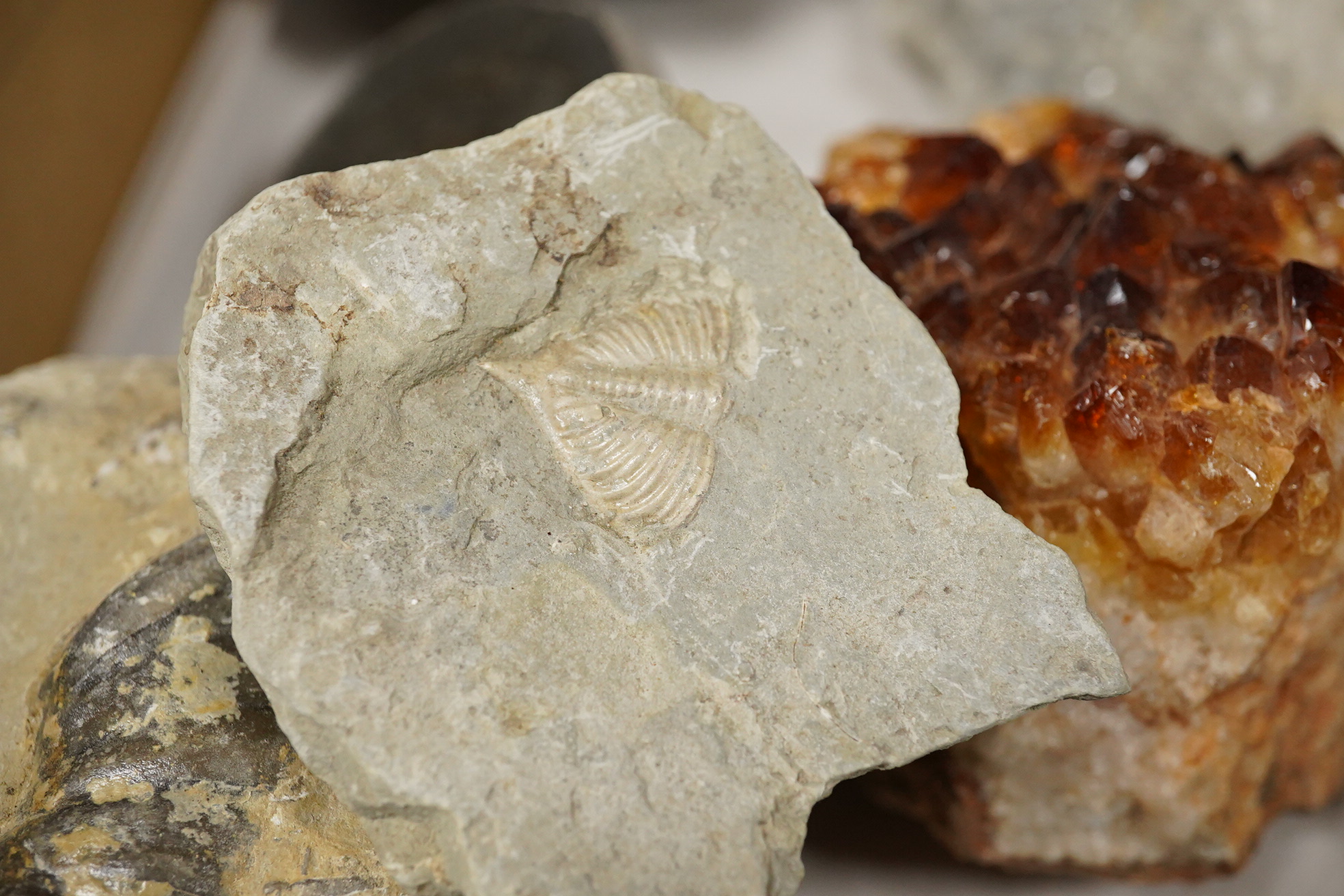 A collection of mineral specimens including quartz, together with fossilised leaves and ammonites on matrix